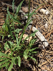 Penstemon gracilentus