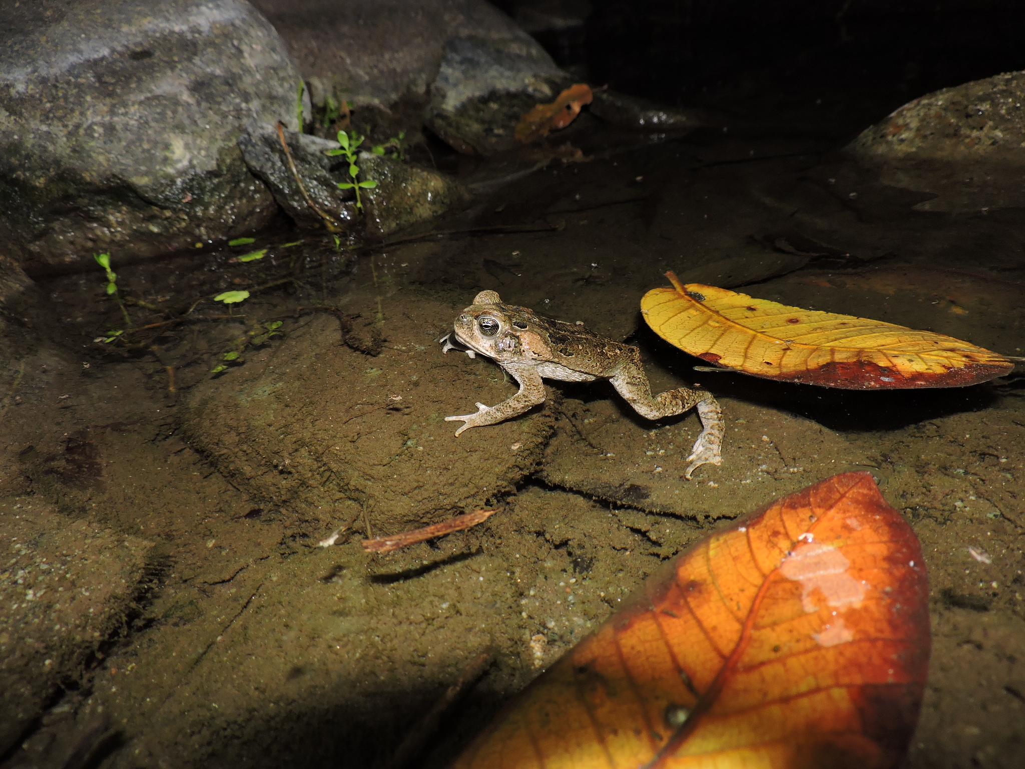 Rhinella image