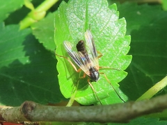 Demeijerea rufipes
