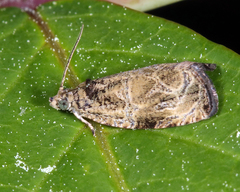 Olethreutes furfuranum