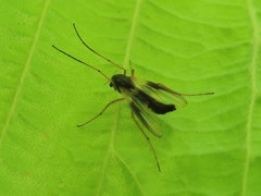Demeijerea rufipes