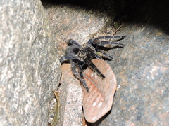 Lasiodorides striatus