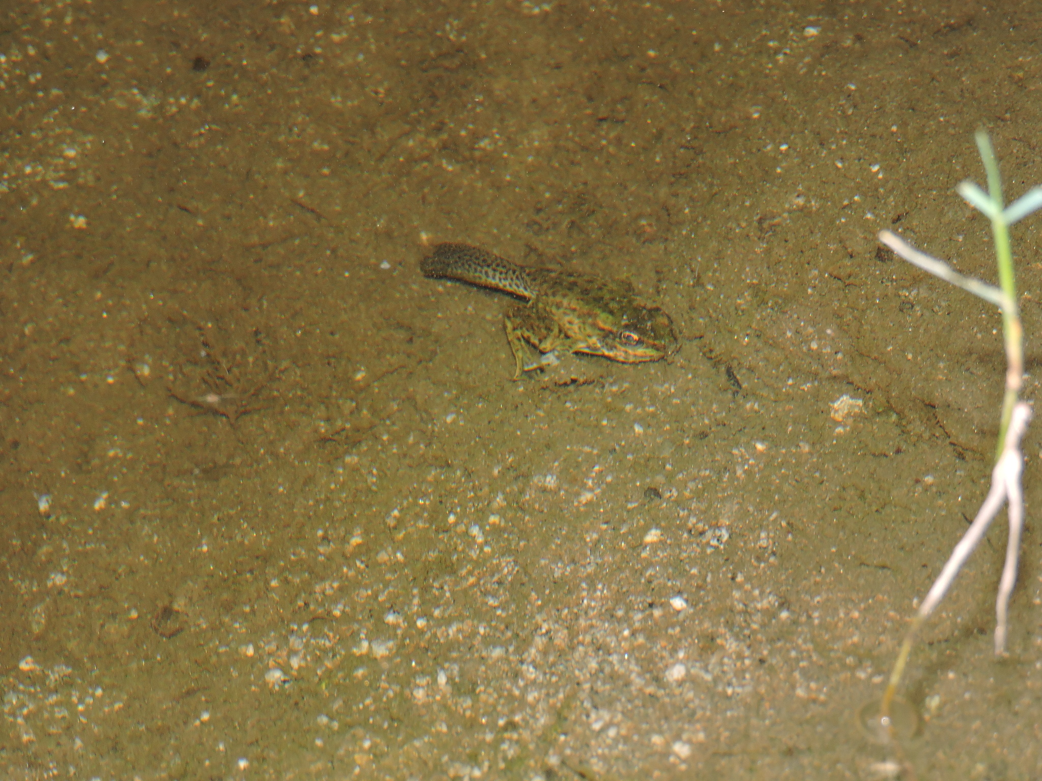 Ranidae image