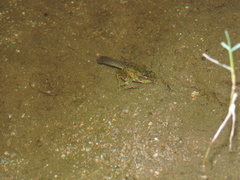 Lithobates bwana