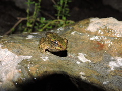 Lithobates bwana