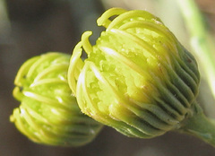 Asteraceae