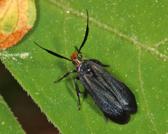 Dichomeris nonstrigella