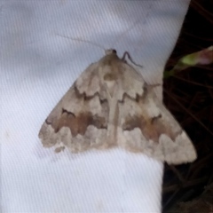 Adalbertia castiliaria