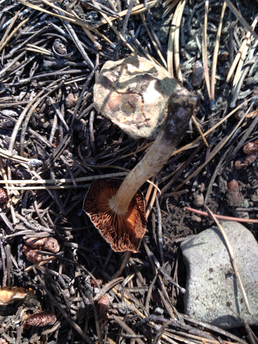 iNaturalist observation photo of Mushrooms, Bracket Fungi, Puffballs, and Allies