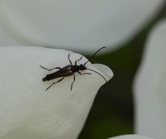 Neobellamira delicata