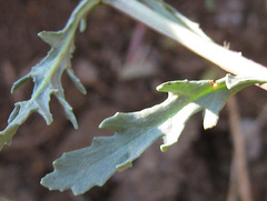 Asteraceae
