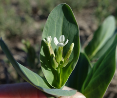 Conringia orientalis