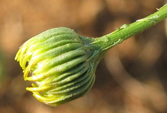 Asteraceae