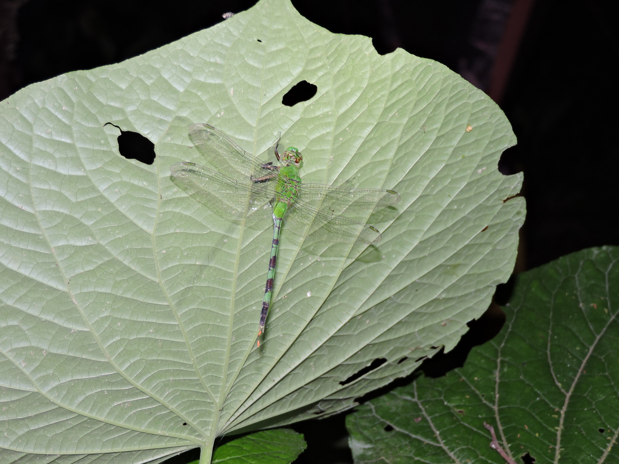 Erythemis image