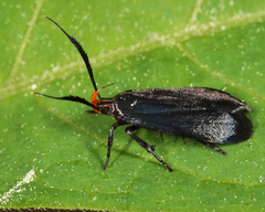 Dichomeris nonstrigella