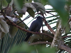 Patagioenas leucocephala