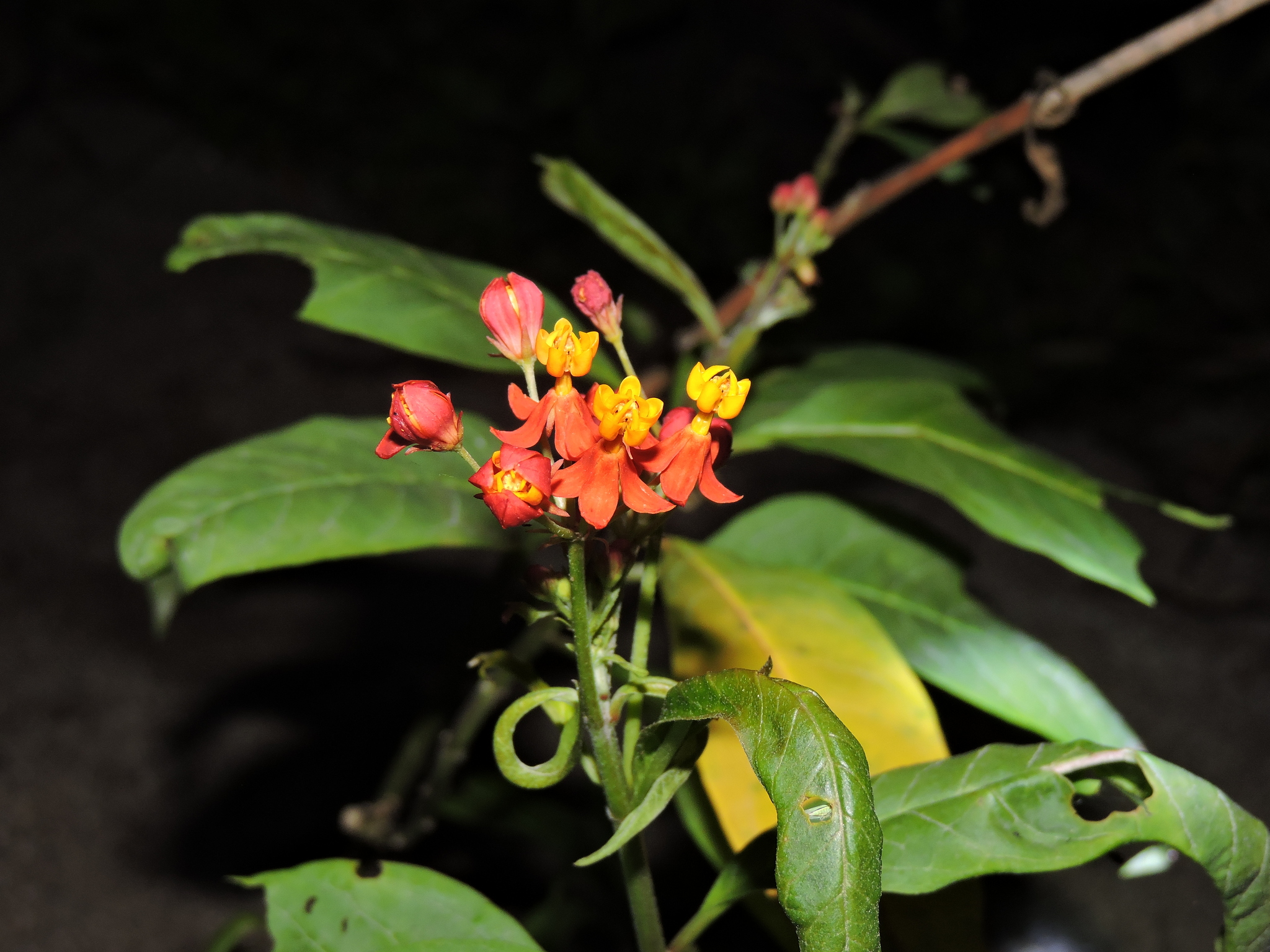 Asclepias curassavica image