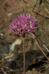 Allium sanbornii