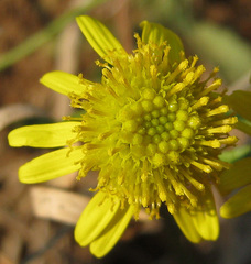 Asteraceae
