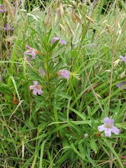 Dyschoriste linearis