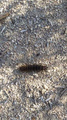 Hemileuca eglanterina