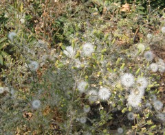 Asteraceae