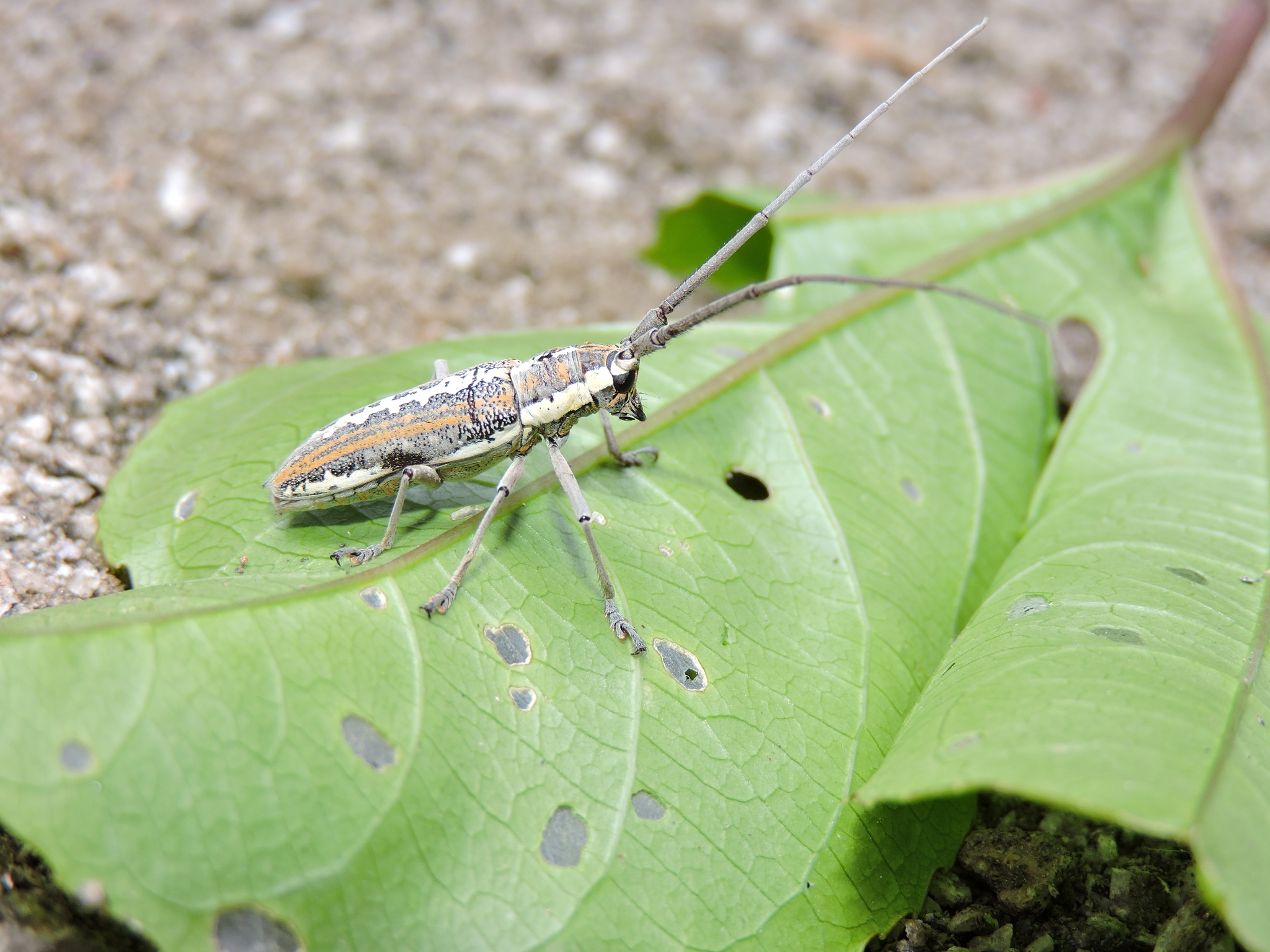 Neoptychodes trilineatus image