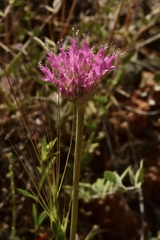 Allium sanbornii