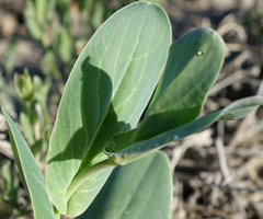 Conringia orientalis