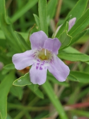 Dyschoriste linearis