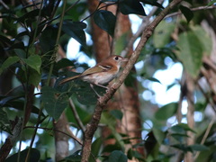 Vireo bairdi