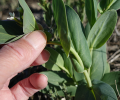 Conringia orientalis