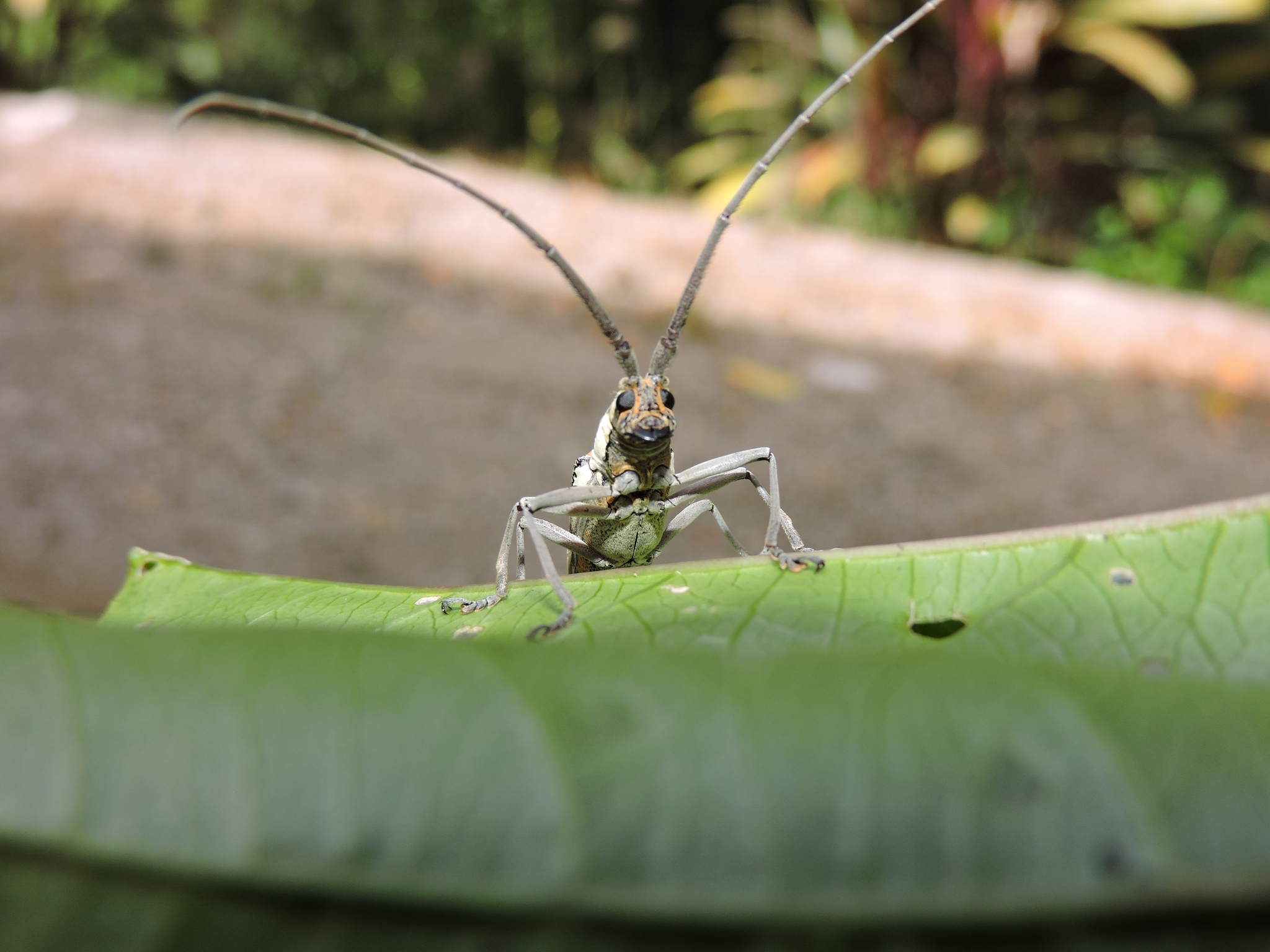 Neoptychodes image