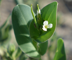 Conringia orientalis