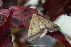 Ophiusa trapezium