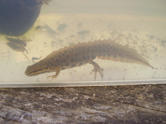 Lissotriton vulgaris