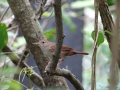 Troglodytes aedon beani