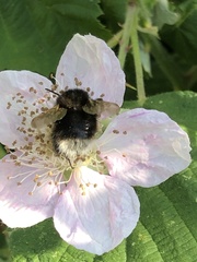 Bombus