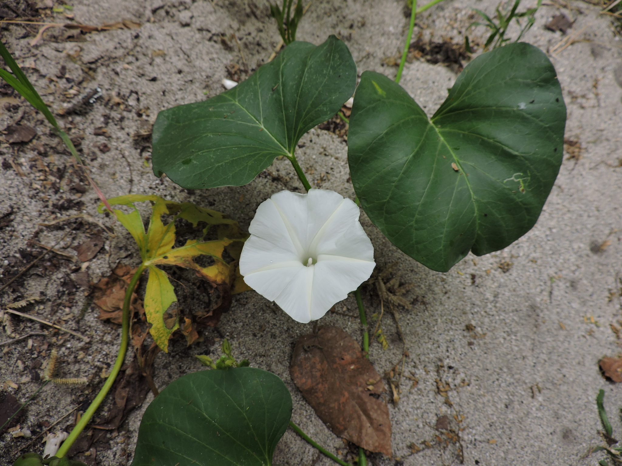 Ipomoea asarifolia image