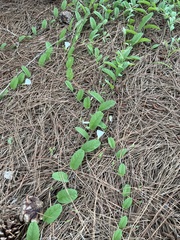 Stylisma humistrata