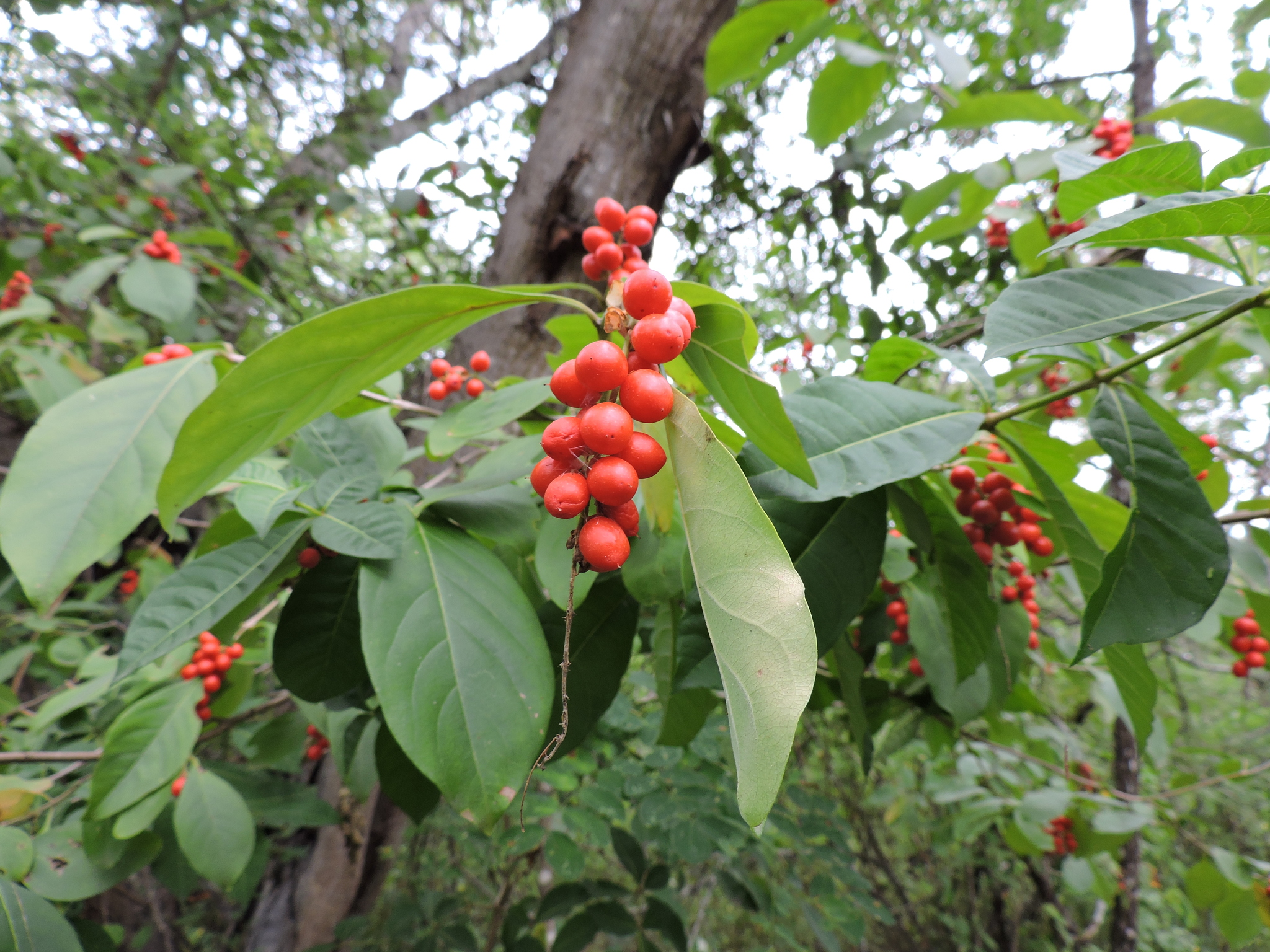 Citharexylum quitense image