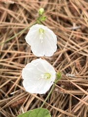 Stylisma humistrata