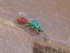 Chrysis comparata