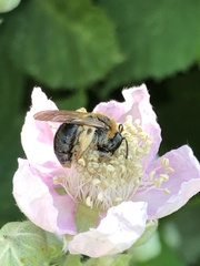 Andrena haemorrhoa
