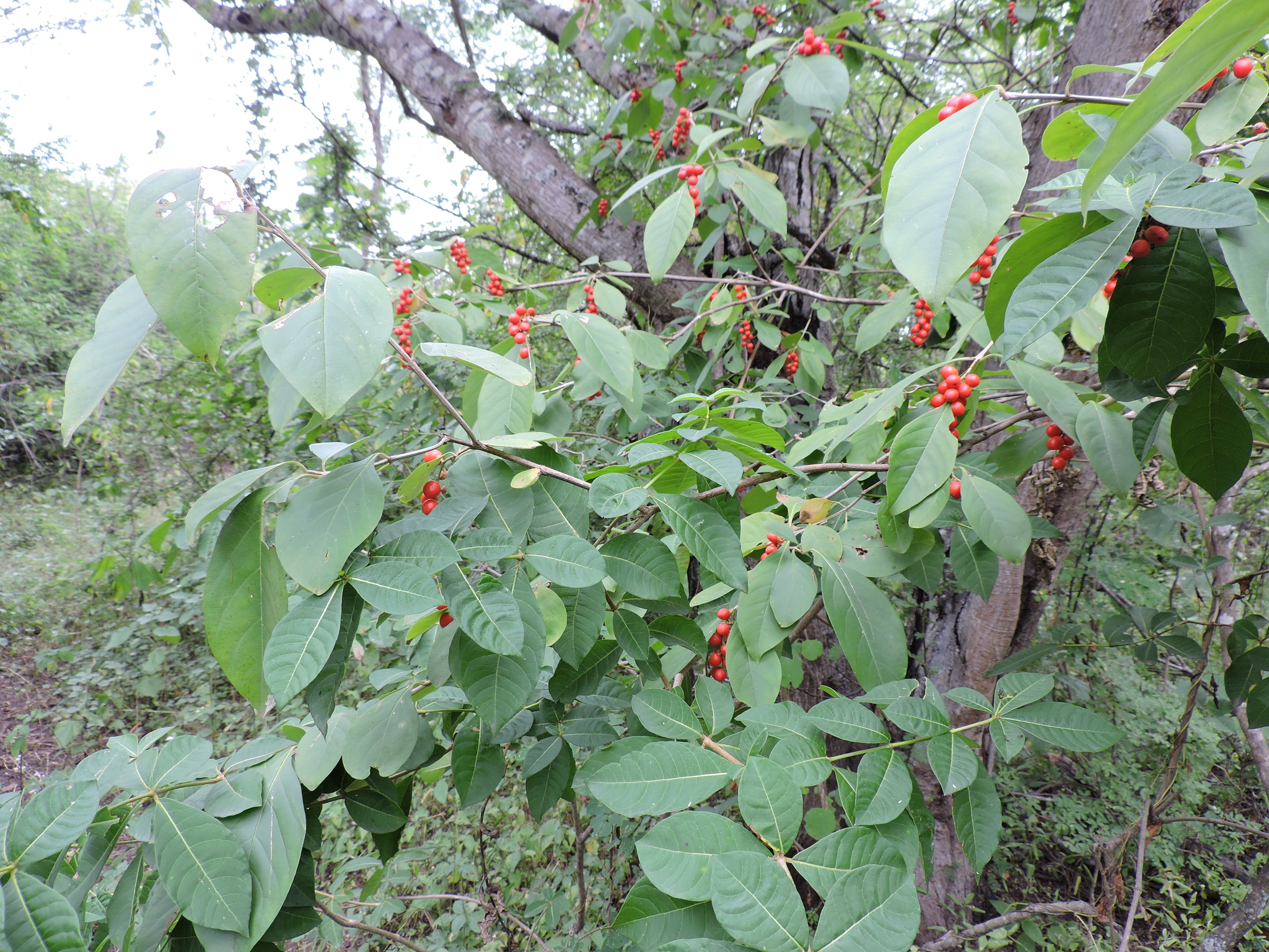 Citharexylum quitense image