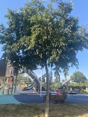 Celtis australis