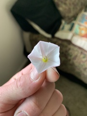 Convolvulus arvensis