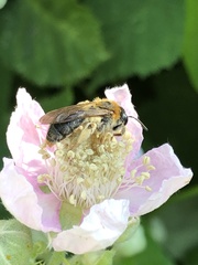 Andrena haemorrhoa