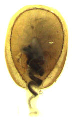 Phacophallus parumpunctatus