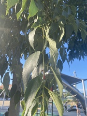 Celtis australis